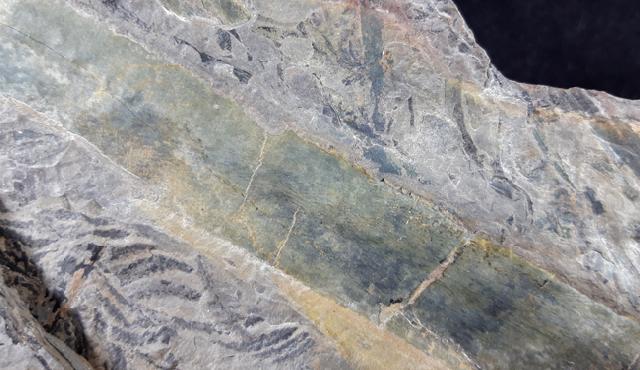 Pecopteris sp. (BRONGNIART 1822) & Calamites sp. BRONGNIART 1828   - Bild © FossNet FossilienStore